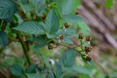 Rubus coriifolius
