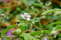 Rubus palmeri