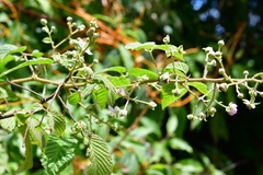 Rubus palmeri
