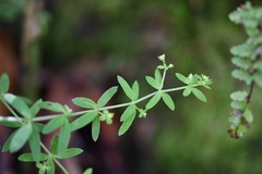 Galium aschenbornii