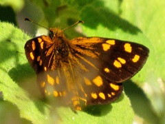 Metisella metis paris