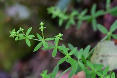 Galium aschenbornii
