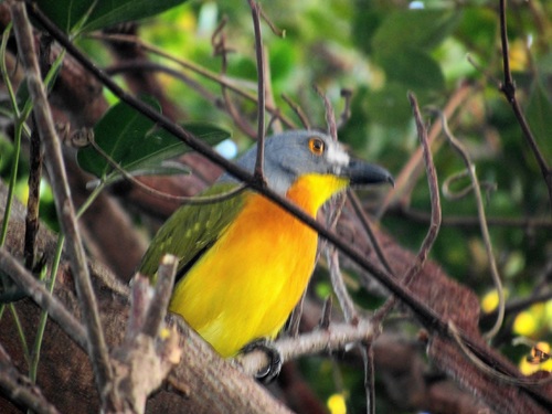 Grey-headed Bushshrike