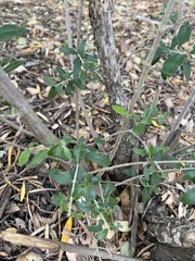 Olea europaea