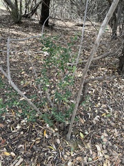 Olea europaea