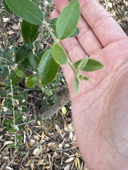Olea europaea