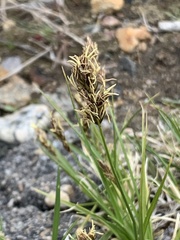 Carex duriuscula
