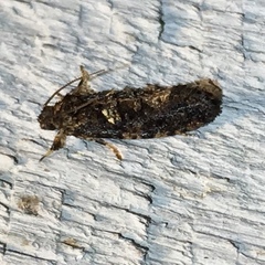 Acrolophinae