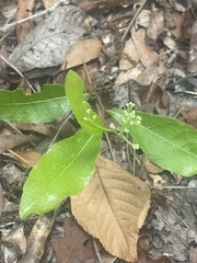 Geobalanus oblongifolius