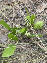 Geobalanus oblongifolius