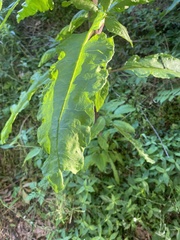 Pokeweed mosaic virus