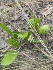 Geobalanus oblongifolius