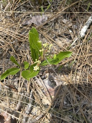 Geobalanus oblongifolius