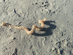 Sinistrofulgur pulleyi