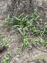 Hymenocallis crassifolia