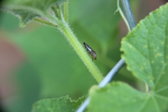 Homalodisca vitripennis