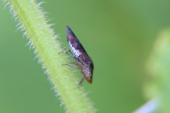 Homalodisca vitripennis
