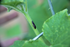 Homalodisca vitripennis