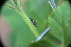 Homalodisca vitripennis