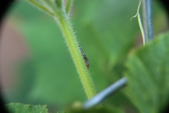 Homalodisca vitripennis