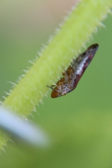 Homalodisca vitripennis