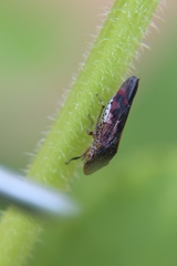 Homalodisca vitripennis