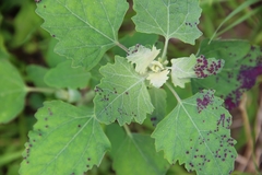 Norvellina chenopodii