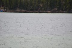 Melanitta perspicillata