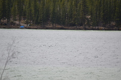 Melanitta perspicillata