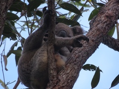 Phascolarctos cinereus cinereus