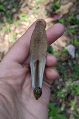 Pterocymbium tinctorium