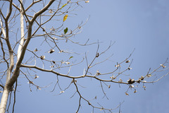 Pterocymbium tinctorium