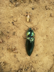 Campsosternus auratus