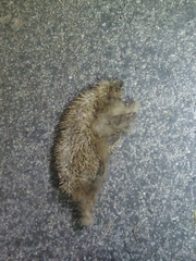 Erinaceus europaeus