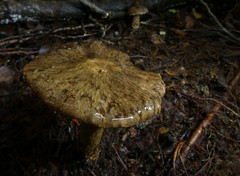 Cortinarius cuphomorphus