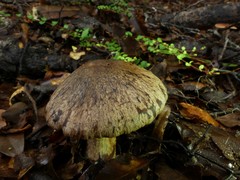 Cortinarius cuphomorphus