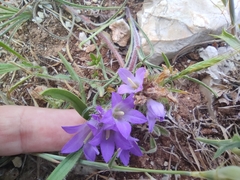Edraianthus
