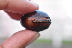 Macropsychanthus comosus