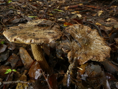 Cortinarius cuphomorphus