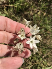 Triteleia peduncularis