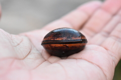 Macropsychanthus comosus