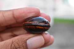 Macropsychanthus comosus