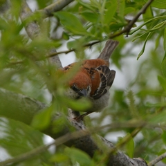 Passer cinnamomeus rutilans