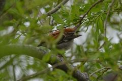 Passer cinnamomeus rutilans