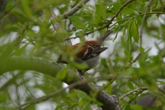 Passer cinnamomeus rutilans