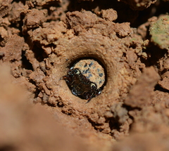 Cicindela sexguttata