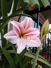 Hippeastrum reticulatum