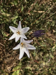 Triteleia peduncularis