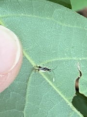 Hyaliodes