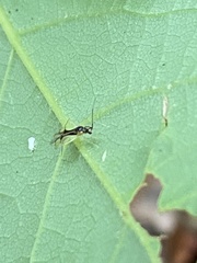 Hyaliodes